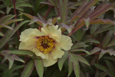 Paeonia žlemoinei 'Sleeping Udine'