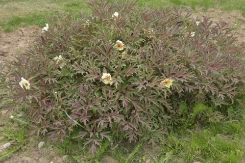 Paeonia žlemoinei Sleeping Undine
