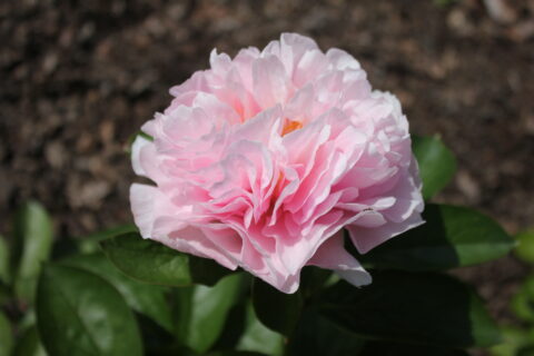 Paint It Black (Future Peonies) Paint It Black (Future Peonies)