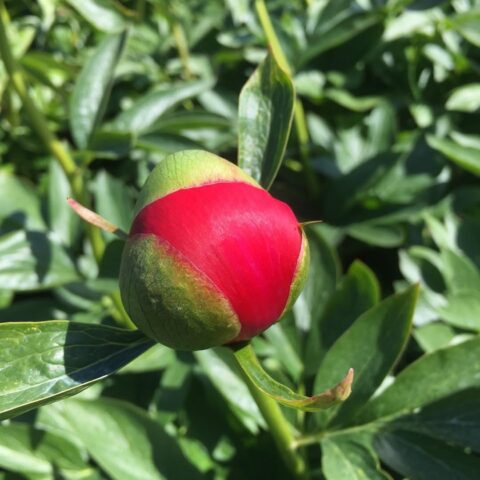 Peony ‘River Tud’, a Perihelion F2 seedling. To be registered with the American Peony Society.