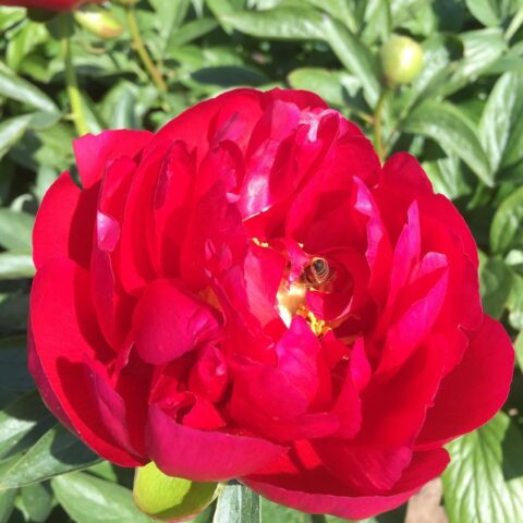 Peony ‘River Tud’, a Perihelion F2 seedling. To be registered with the American Peony Society.