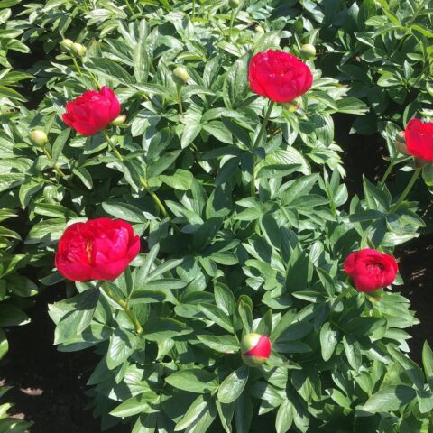 Peony ‘River Tud’, a Perihelion F2 seedling. To be registered with the American Peony Society.