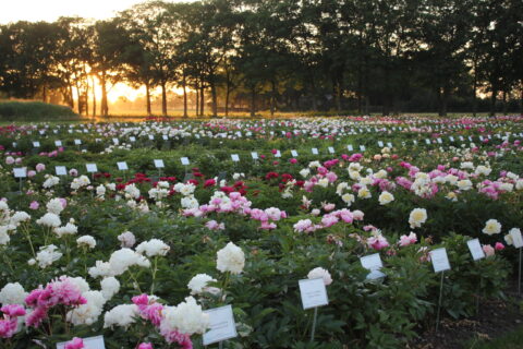 Peony Showgarden Holland