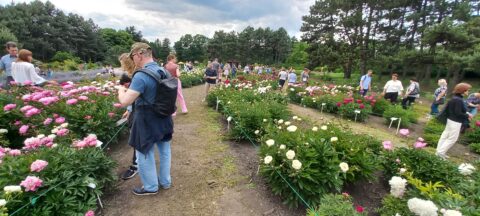 Peony exhibition area, Kyiv, Ukraine