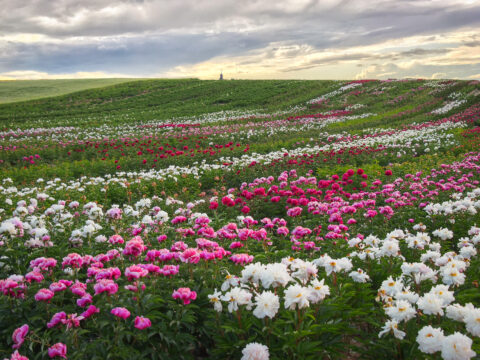 Tetzlaff peony nursery propagating fields