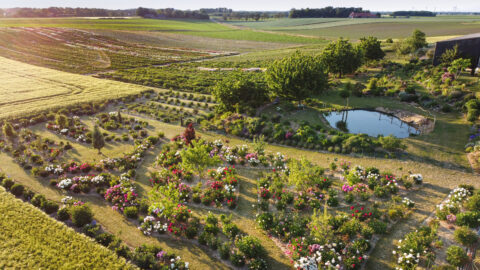 Tetzlaff Peony Showgarden