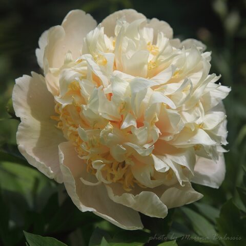 Quitzin (Fawkner, 2001) Image by Marina Balasis