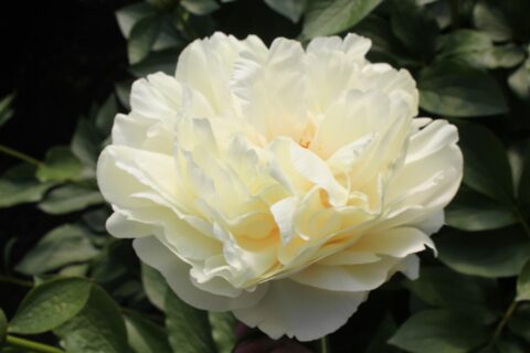 Rapid (Future Peonies) Rapid (Future Peonies)