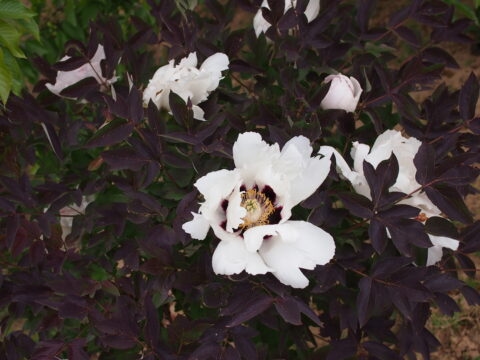 Razvan Rosu (Tetzlaff)