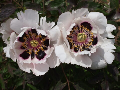 Razvan Rosu (Tetzlaff)