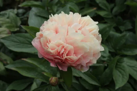 Peony Hybridizers: Jong Richard – The Peony Society