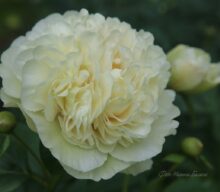 Peony Hybridizers: Fawkner Harald