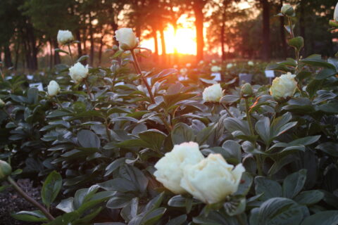 Robber (Future Peonies) Robber (Future Peonies)