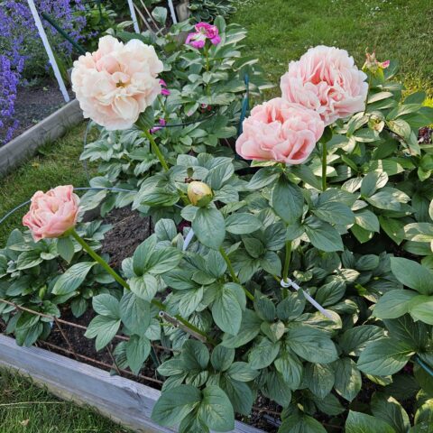 Rossweisse x Pastelegance 4 - Teppi Kinnari