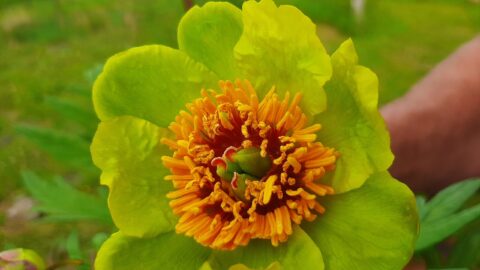 Peony Hybridizers: Krieger Matias