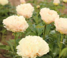 Peony Hybridizers: Bite Edgars