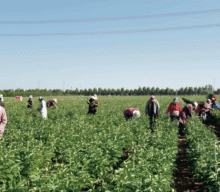 Peonies in China and the Netherlands