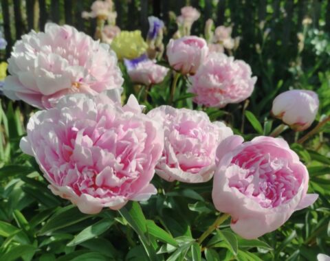 Peonies - Оксана Клюс