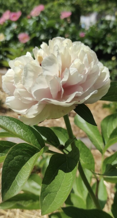 Peony Hybridizers: Klius Oksana – The Peony Society