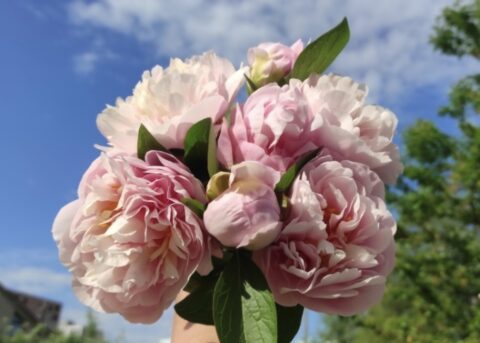 Peony seedling from Оксана Клюс