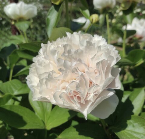 Peony seedling from Оксана Клюс