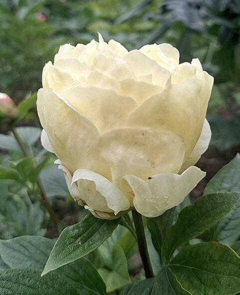 Peony seedling from Оксана Клюс