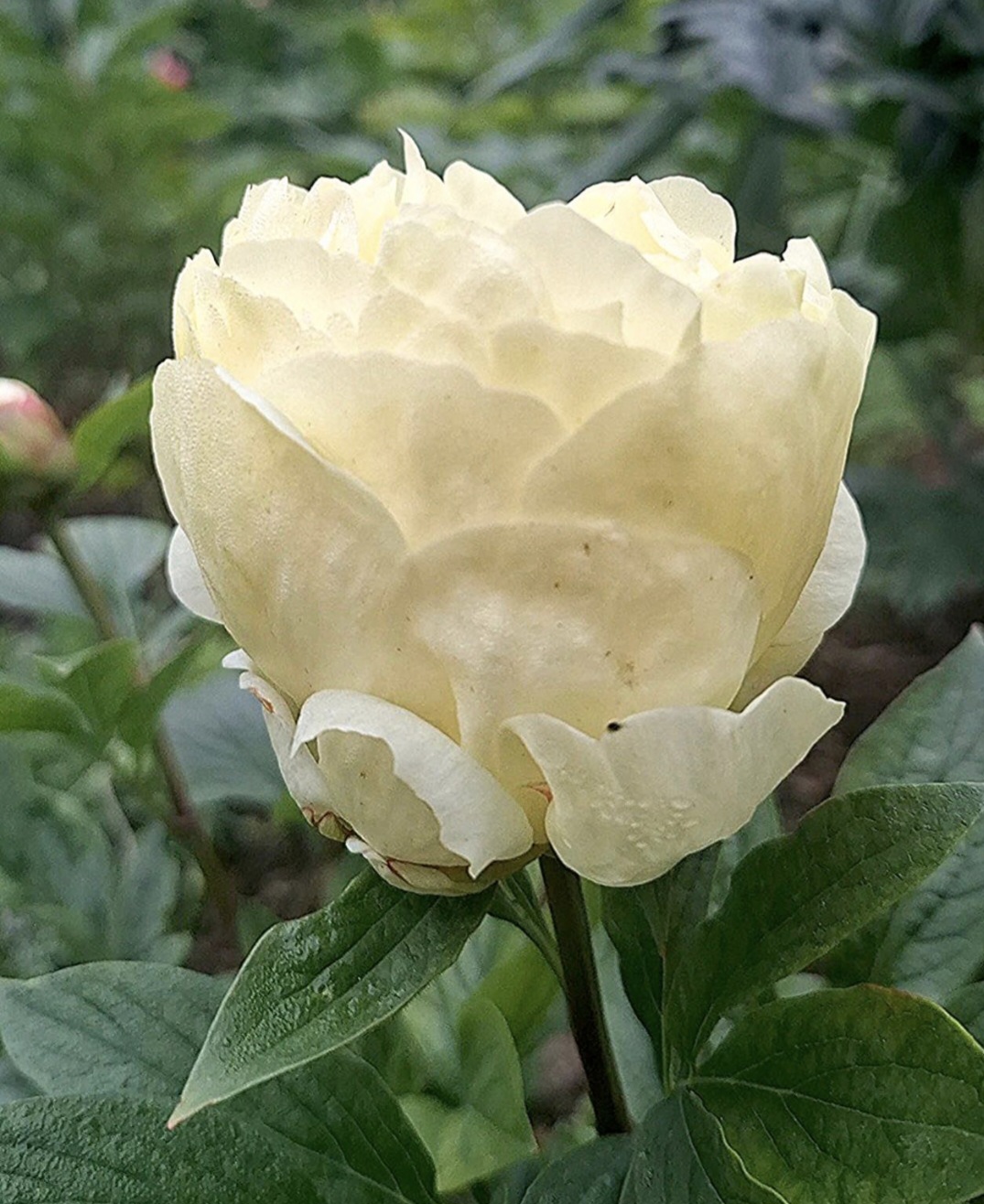 Peony Hybridizers: Klius Oksana – The Peony Society