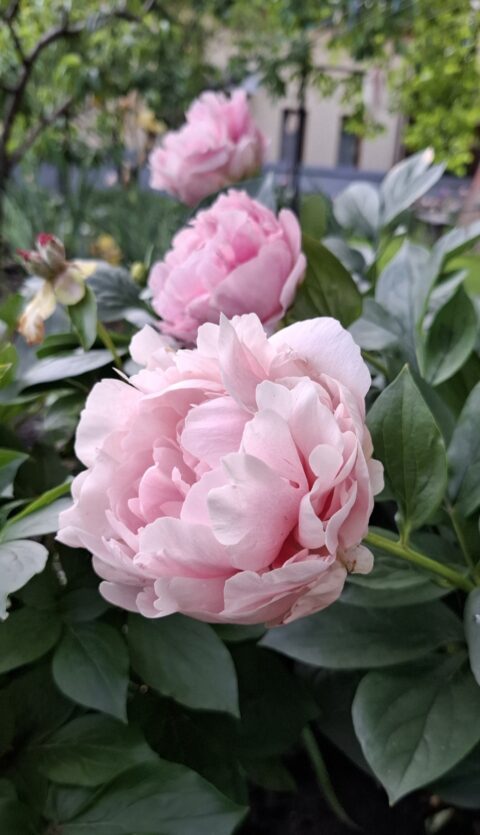 Peony seedling from Оксана Клюс