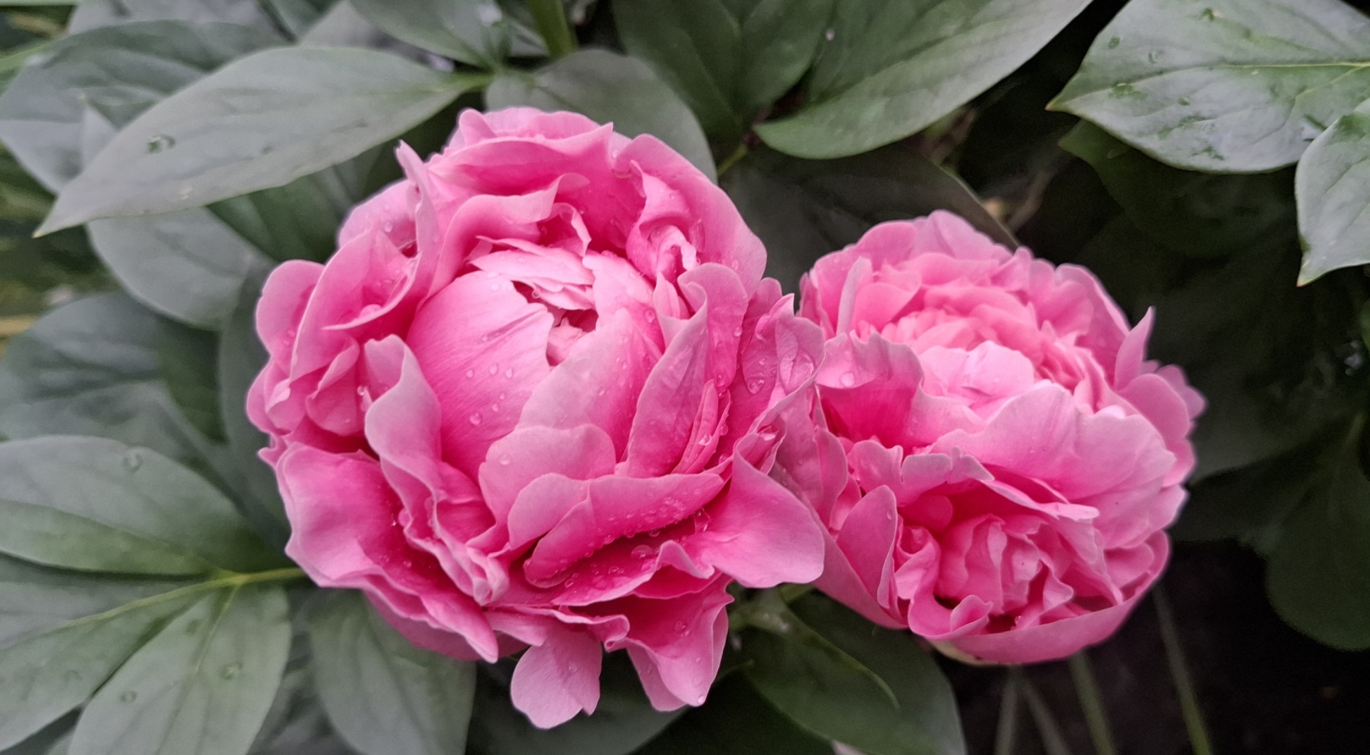 Peony Hybridizers: Klius Oksana – The Peony Society