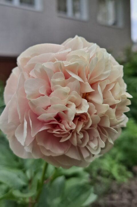 Peony seedling from Оксана Клюс