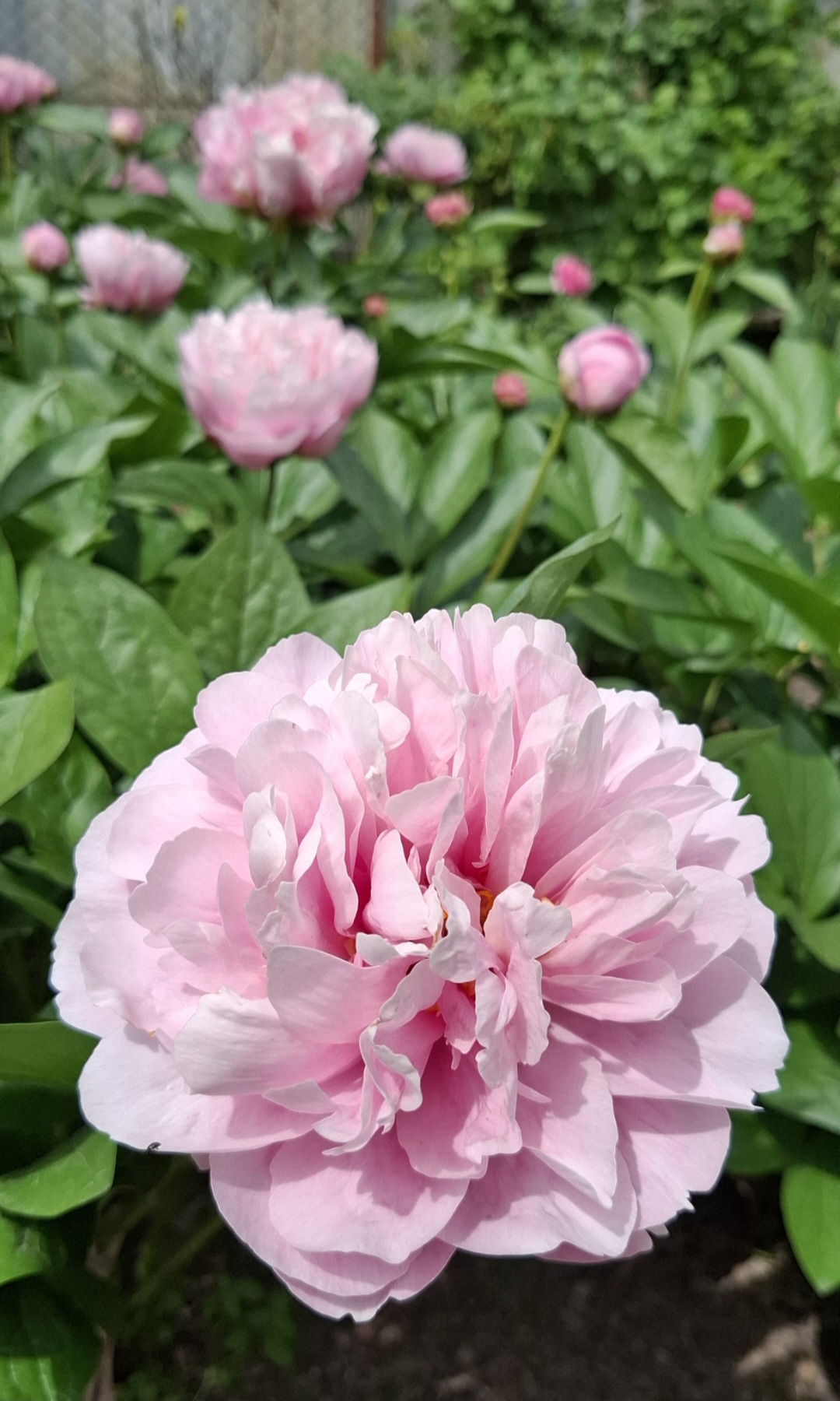 Peony Hybridizers: Klius Oksana – The Peony Society