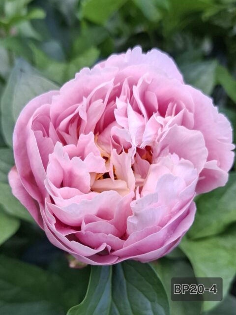 BP20-4 Оксана Клюс