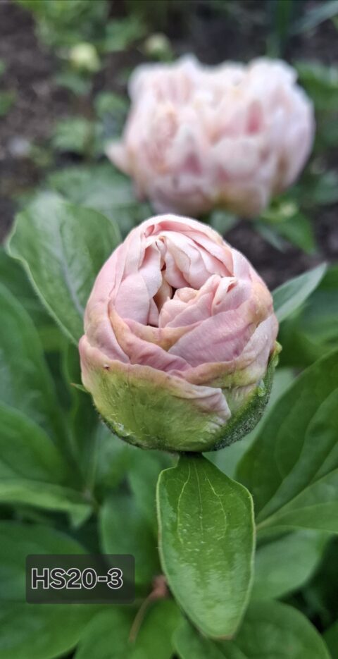 HS20-3 (Оксана Клюс)