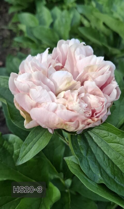 HS20-3 (Оксана Клюс)