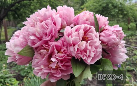 BP20-4 Оксана Клюс