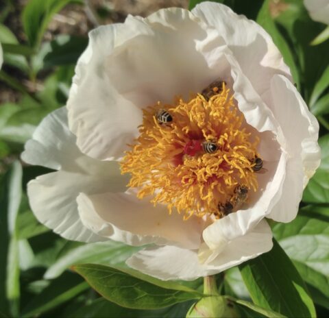 Peony seedling from Оксана Клюс