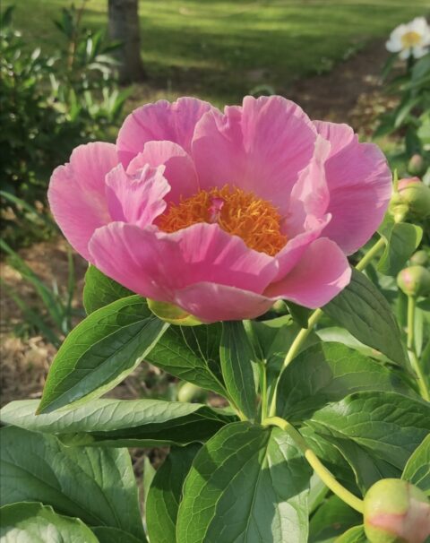 Peony seedling from Оксана Клюс