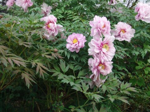 Sichuan Princess (Rieck, 2011)