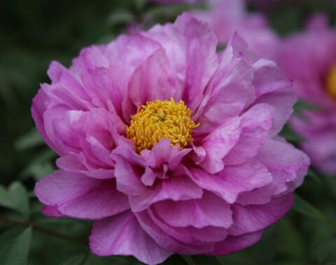 Sichuan Princess (Rieck, 2011)