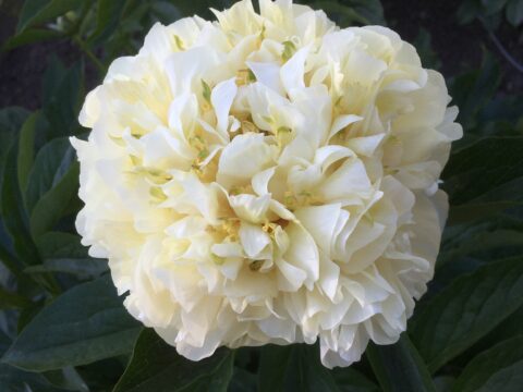 Single quad seedling x Sunny Boy