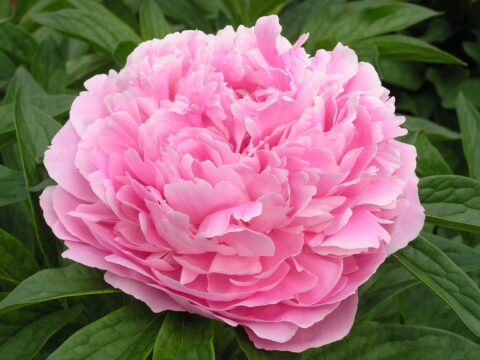 Skarbnytsia (Gorobets, 1994)