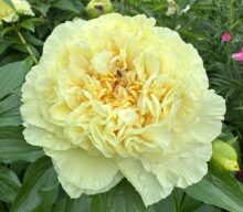 Peony Hybridizers: Rusakova-Shirokikh Yulia
