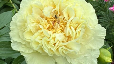 Peony Hybridizers: Rusakova-Shirokikh Yulia