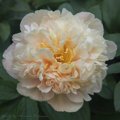 Southrepps (Fawkner, 2010) Image by Marina Balasis