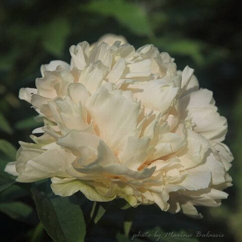 Strykylthorne (Fawkner, 2011) Image by Marina Balasis