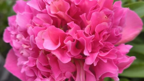 Reviving Russian peony breeding