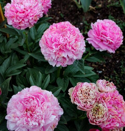 Svitlana (Gorobets, 2007)