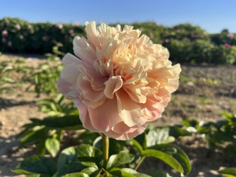 Nameless Apricot Seedling (Tetzlaff)