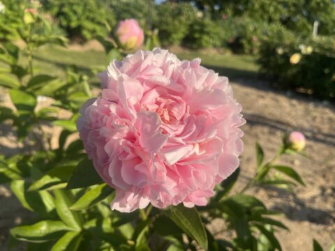 Seedling from Blushing Princess x Dycker Flamingo (Tetzlaff)