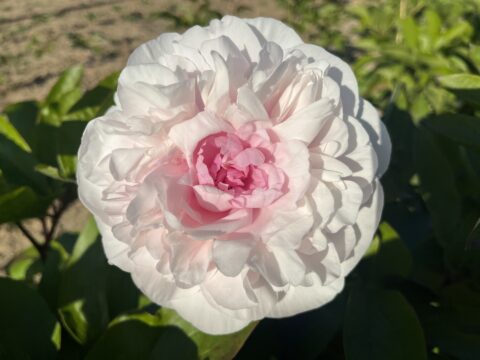 Seedling from Blushing Princess x Dycker Flamingo (Tetzlaff)